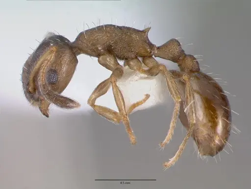Temnothorax kubira specimen CASENT0008635 image casent0008635_3