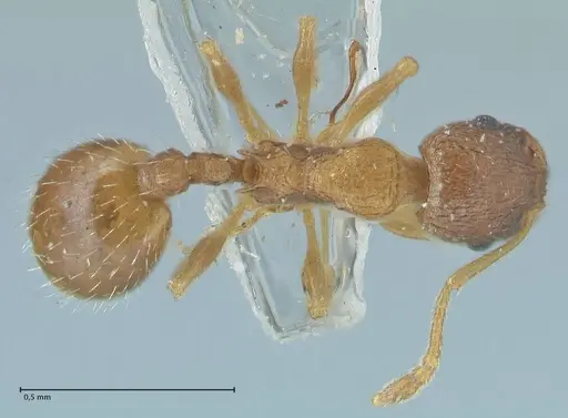 Temnothorax kubira specimen FOCOL1860 image focol1860_1