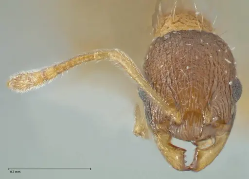 Temnothorax kubira specimen FOCOL1860 image focol1860_2