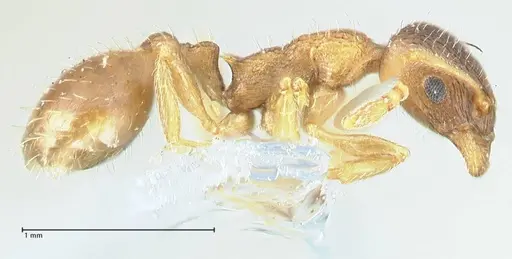 Temnothorax kubira specimen FOCOL1860 image focol1860_3