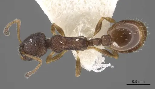 Temnothorax kurilensis specimen CASENT0917451 image casent0917451_1