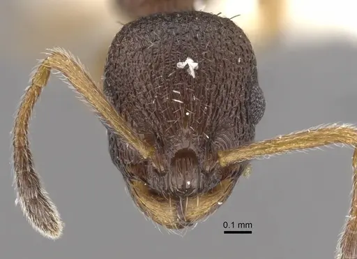 Temnothorax kurilensis specimen CASENT0917451 image casent0917451_2