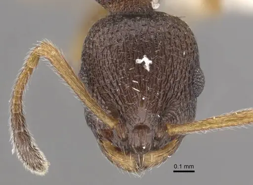 Temnothorax kurilensis specimen CASENT0917451 image casent0917451_3