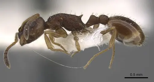 Temnothorax kurilensis specimen CASENT0917451 image casent0917451_4