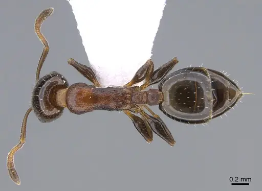 Temnothorax kykkos specimen CASENT0923712 image casent0923712_1