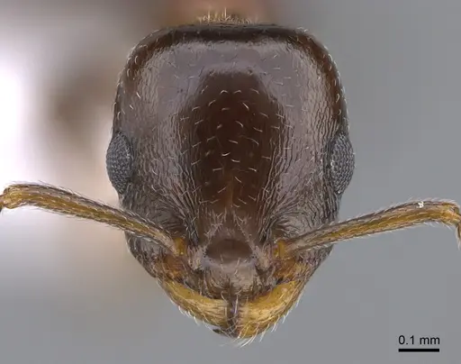 Temnothorax kykkos specimen CASENT0923712 image casent0923712_2