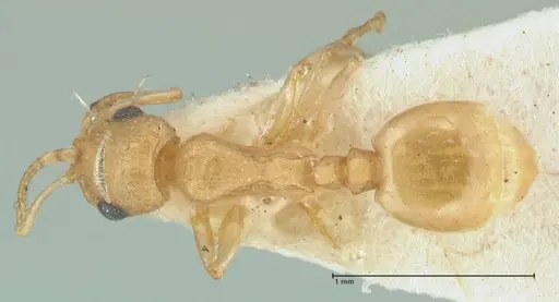 Temnothorax laciniatus specimen FOCOL2025 image focol2025_1