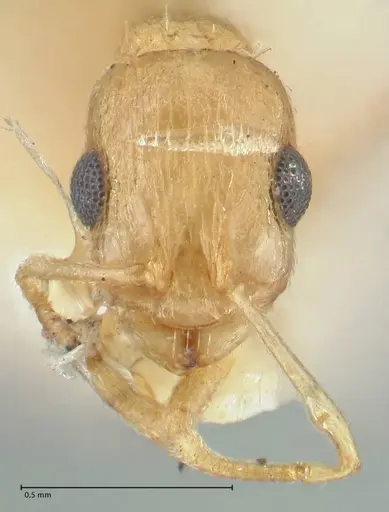Temnothorax laciniatus specimen FOCOL2025 image focol2025_2