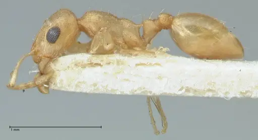 Temnothorax laciniatus specimen FOCOL2025 image focol2025_3