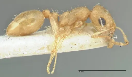 Temnothorax laciniatus specimen FOCOL2025 image focol2025_4