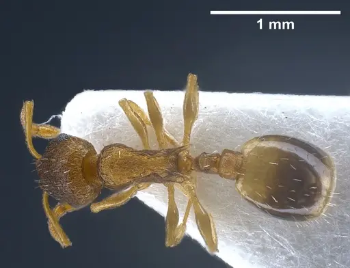 Temnothorax laconicus specimen ANTWEB1041299 image antweb1041299_1