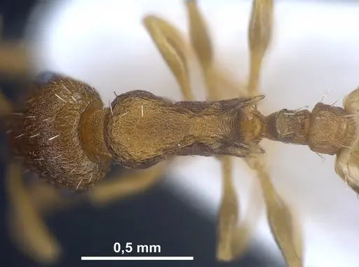 Temnothorax laconicus specimen ANTWEB1041299 image antweb1041299_2