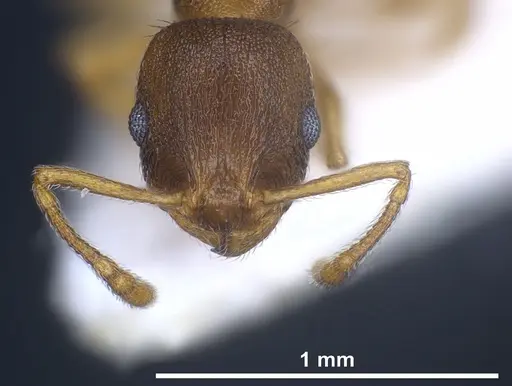 Temnothorax laconicus specimen ANTWEB1041299 image antweb1041299_3
