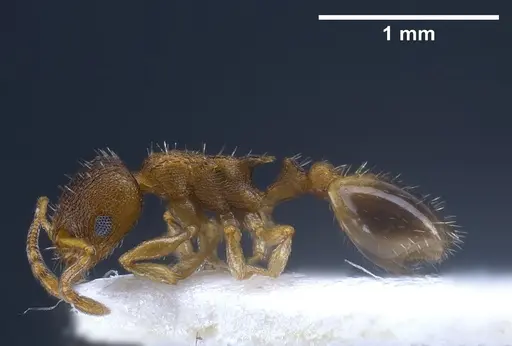 Temnothorax laconicus specimen ANTWEB1041299 image antweb1041299_4