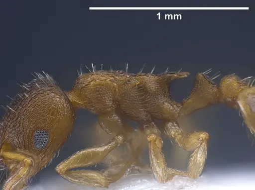 Temnothorax laconicus specimen ANTWEB1041299 image antweb1041299_5