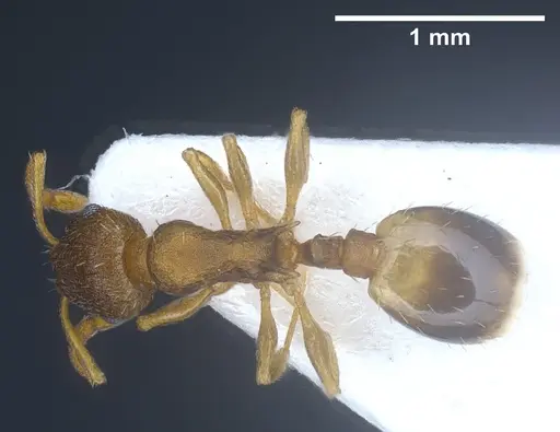 Temnothorax laconicus specimen ANTWEB1041462 image antweb1041462_1
