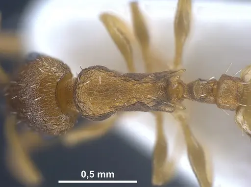 Temnothorax laconicus specimen ANTWEB1041462 image antweb1041462_2
