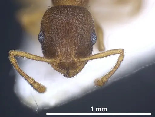 Temnothorax laconicus specimen ANTWEB1041462 image antweb1041462_3