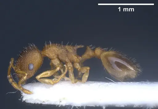 Temnothorax laconicus specimen ANTWEB1041462 image antweb1041462_4