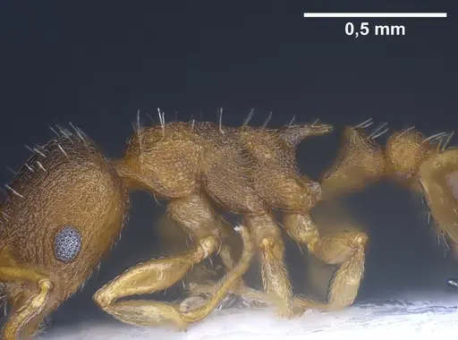 Temnothorax laconicus specimen ANTWEB1041462 image antweb1041462_5