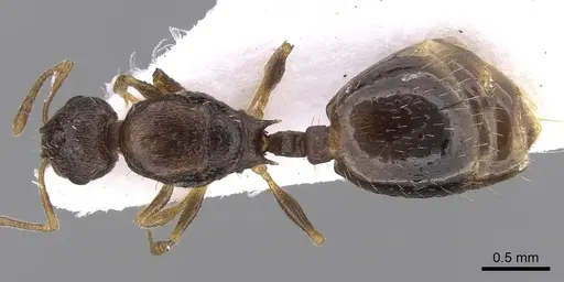 Temnothorax laconicus specimen CASENT0906049 image casent0906049_1