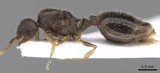 Temnothorax laconicus specimen CASENT0906049 image casent0906049_3