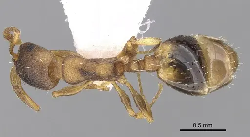 Temnothorax laconicus specimen CASENT0906050 image casent0906050_1