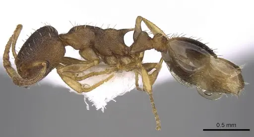 Temnothorax laconicus specimen CASENT0906050 image casent0906050_3