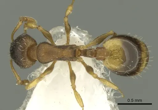 Temnothorax laconicus specimen CASENT0906682 image casent0906682_1