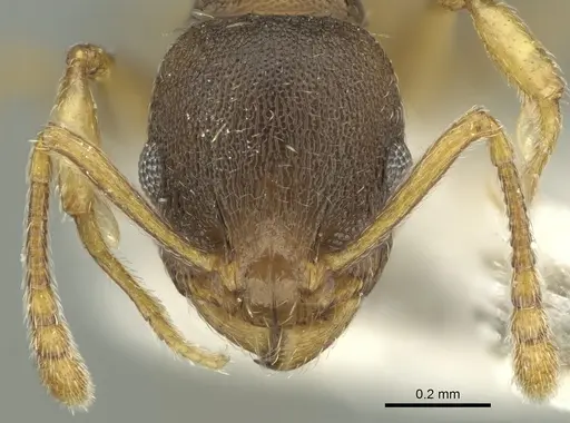 Temnothorax laconicus specimen CASENT0906682 image casent0906682_2