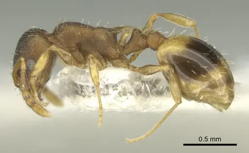 Temnothorax laconicus specimen CASENT0906682 image casent0906682_3