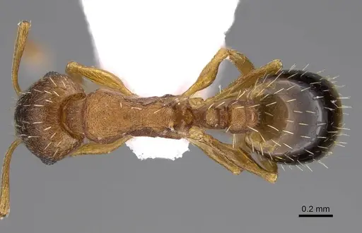 Temnothorax laconicus specimen CASENT0914249 image casent0914249_1