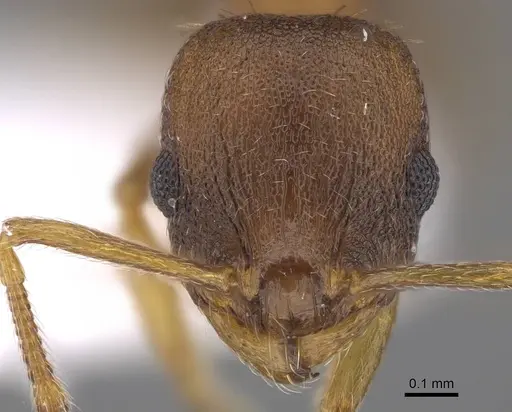 Temnothorax laconicus specimen CASENT0914249 image casent0914249_2