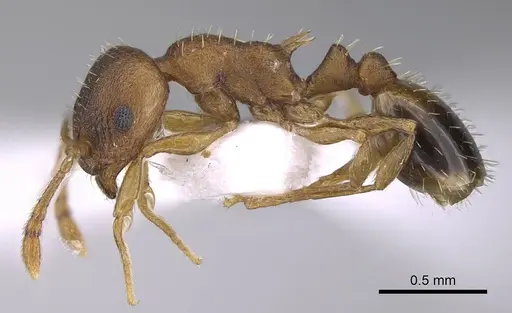 Temnothorax laconicus specimen CASENT0914249 image casent0914249_3