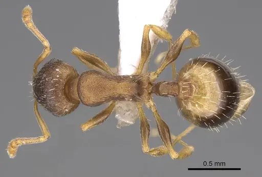 Temnothorax laconicus specimen CASENT0914696 image casent0914696_1
