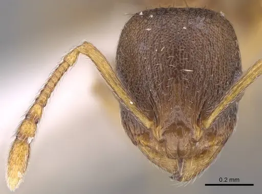 Temnothorax laconicus specimen CASENT0914696 image casent0914696_2