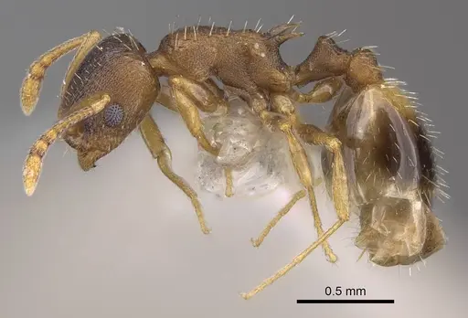Temnothorax laconicus specimen CASENT0914696 image casent0914696_3