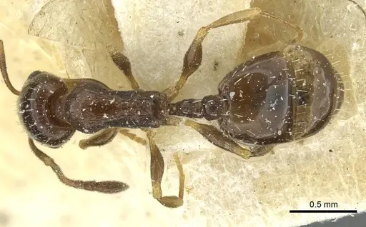Temnothorax laestrygon specimen CASENT0912954 image casent0912954_1