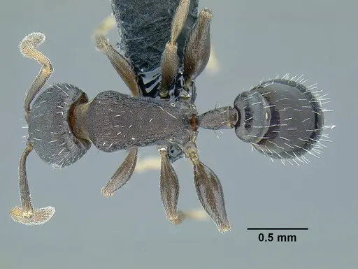 Temnothorax laticrus specimen CASENT0758263 image casent0758263_1