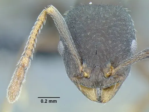 Temnothorax laticrus specimen CASENT0758263 image casent0758263_2