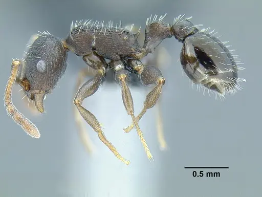 Temnothorax laticrus specimen CASENT0758263 image casent0758263_3