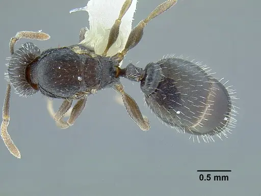 Temnothorax laticrus specimen MCZENT00510556 image mczent00510556_1