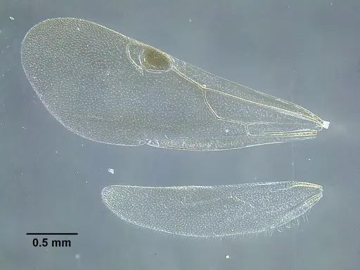 Temnothorax laticrus specimen MCZENT00510556 image mczent00510556_2