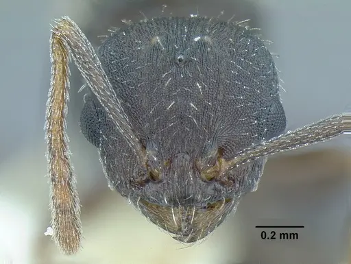 Temnothorax laticrus specimen MCZENT00510556 image mczent00510556_3