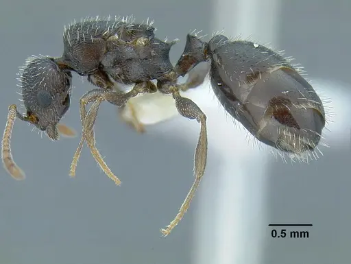 Temnothorax laticrus specimen MCZENT00510556 image mczent00510556_4