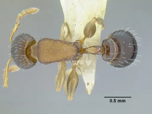 Temnothorax laticrus specimen MCZENT00594613 image mczent00594613_1