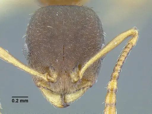 Temnothorax laticrus specimen MCZENT00594613 image mczent00594613_2