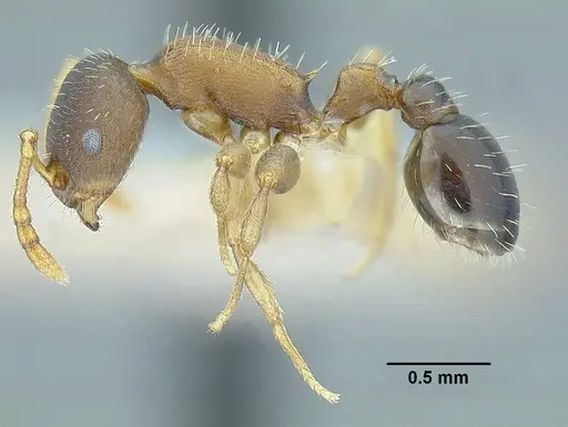 Temnothorax laticrus specimen MCZENT00594613 image mczent00594613_3