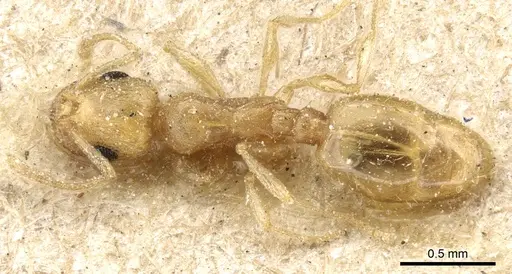 Temnothorax laurae specimen CASENT0904742 image casent0904742_1