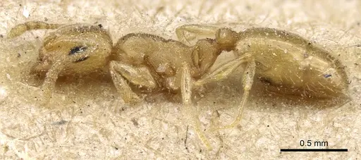Temnothorax laurae specimen CASENT0904742 image casent0904742_3